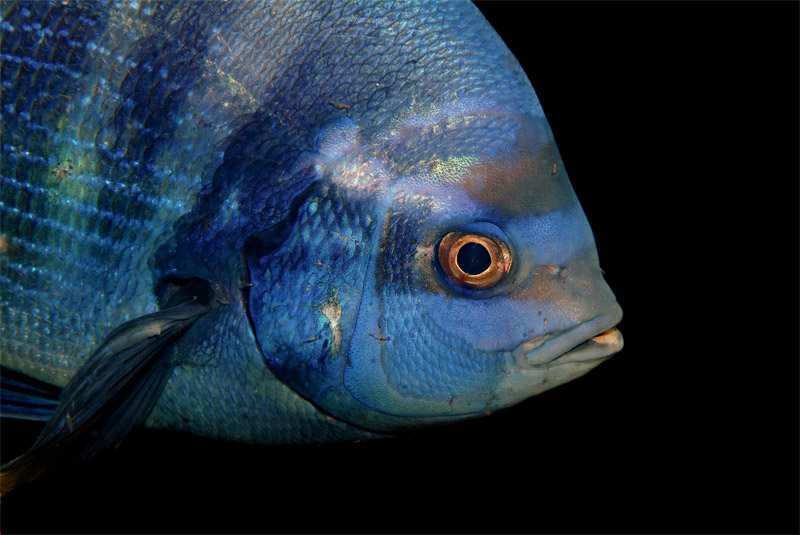 Spondyliosoma cantharus  in riproduzione